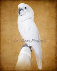 16 Best Nora Helmer Images Pride Prejudice 2005 Renaissance Gown Ball Gowns Fantasy