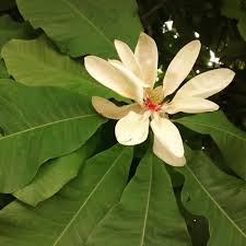 Maybe you would like to learn more about one of these? Ohio S Blooming Magnolia Trees Dengarden