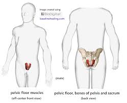 The pelvic floor muscles also hold up the pelvic organs against gravity, keeping them in position female pelvic floor anatomy: Pelvic Floor Muscles Base For All Movement Anatomy