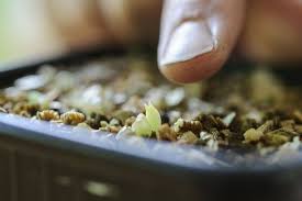 You can create this by either covering the individual pots with plastic wrap, or by placing all growing mescaline cacti from seed is a simple, rewarding activity that anyone can do as long as they have the supplies and the patience. How To Grow Cactus Plants From Seed How To Grow Cactus Growing Cactus From Seed Succulent Seeds