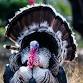 Kids Discover: Turkey Talk (Ages 2-5) event image