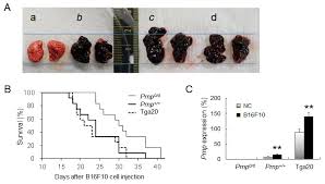I can state the cell theory and distinguish between prokaryotes and eukaryotes. Biomolecules Free Full Text Involvement Of Cellular Prion Protein In Invasion And Metastasis Of Lung Cancer By Inducing Treg Cell Development Html