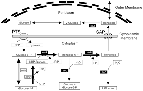 Escherichia coli (e.coli) are very common bacteria in the gastrointestinal tract, and part of the normal bacterial flora. Enhanced Trehalose Production Improves Growth Of Escherichia Coli Under Osmotic Stress Applied And Environmental Microbiology