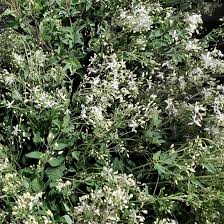 Image result for Clematis recta atropurpurea