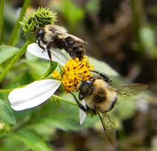 We did not find results for: The Bumble Bee One Of Florida S Vital Pollinators Panhandle Agriculture