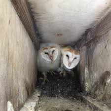 Today, barn owls are often found roosting and nesting in old barns or abandoned buildings. The Barn Owl Trust You Can Never Be Sure Where A Barn Owl Will Decide To Nest These Owlets Are In A Tawny Owl Box That Doesn T Leave Much Room For