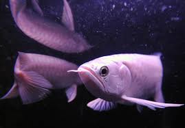 An aquarium (plural aquariums or aquaria) is where the angle and different creatures that live in water are kept by people. The 6 Most Expensive Aquarium Fish In The World