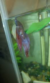 Betta Fish With Cyst Bettafish