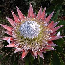 Protea Flower Meaning Best Flower Wallpaper