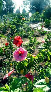 This is especially true in settings that tend to be hot and dry. Hidden Valley Hibiscus Sun Light Needs Of Hibiscus