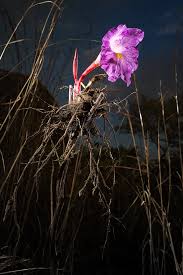 Image result for Stylochaeton borumensis