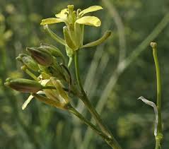 Image result for Sisymbrium burchellii