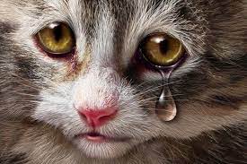 mogut li koshki plakat ot boli ili grusti vashi pitomcy yandeks dzen