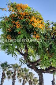 Image result for Tipuana