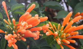 Image result for Pyrostegia