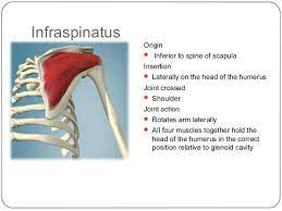 Pin By All In On Muscle Anatomy Shoulder Joint Rotator Cuff Muscle Anatomy