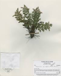 Image result for Cheilanthes schimperi
