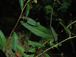 Image result for Sida dregei