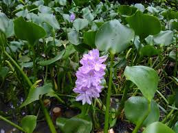 Bunganya termasuk bunga majemuk, berbentuk bulir, kelopaknya berbentuk tabung. 53 Gambar Bunga Eceng Gondok Hd Gambar Pixabay