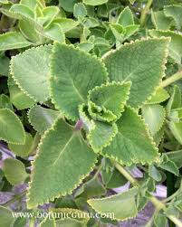 Image result for Coleus lasianthus