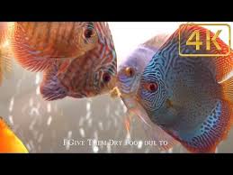 Top 3 Foods For Discus Fish My Favorites