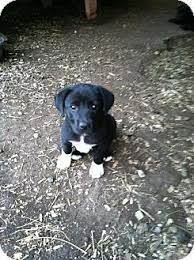 Massillon Oh Border Collie Norwegian Elkhound Mix Meet Abby A Puppy For Adoption Http Www Adoptapet Com Pet 1220764 Puppy Adoption Border Collie Collie
