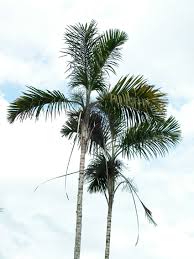 Image result for Gaussia maya