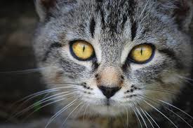 It is a leading cause of death in elderly cats. Liver Tumor In Cats Symptoms Causes Diagnosis Treatment Recovery Management Cost