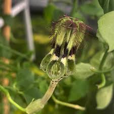 Image result for Ceropegia zambesiaca