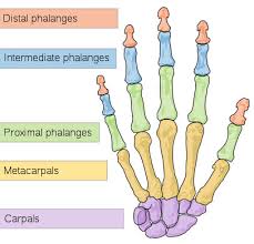 It is 2 feet long and hollow, to make it lighter. Bones In The Hand Human Body Pictures Diagrams Science For Kids