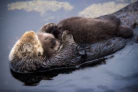 Baby animals super cute cute little animals cute funny animals cute cats baby animals pictures cute animal pictures baby otters photo chat cute animal videos. Day Old Otter Pup Falls Asleep On Its Floating Mother S Belly Bored Panda