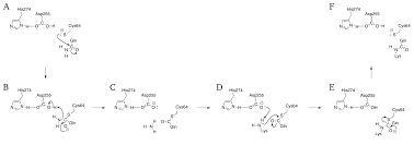 Proteases are classified according to their catalytic site, and distributed into four major classes: Https Tuprints Ulb Tu Darmstadt De 8146 1 Dissertation Norbert Egon Juettner Pdf