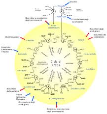 Chetoacidosi Diabetica Wikipedia
