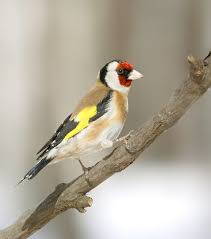 Vögel am futterhaus und im garten sicher erkennen und richtig bestimmen. Kleine Vogelkunde Heimische Wintervogel Erkennen Vogelkunde Heimische Vogel Einheimische Vogel