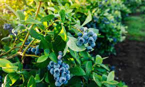 Mar 21, 2021 · tips for successful growing of blueberry. How To Grow Blueberries Gardening Advice The Guardian