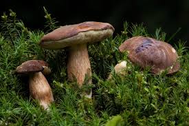 Image result for Boletus badius