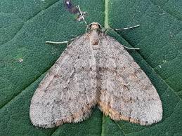 Image result for Operophtera brumata