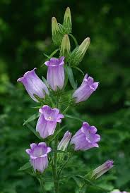 Afternoon shade or filtered sunlight is necessary for warmer regions. Campanula Medium Beautiful Flowers Purple Flowers Flower Pictures