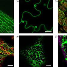 Microscopes are an essential tool to use when studying cells. Confocal Laser Scanning Microscopy Of Plant Cells Labeled With Various Download Scientific Diagram