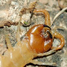 Lipan synonyms, lipan pronunciation, lipan translation, english dictionary definition of lipan. Centipede Bite Wikipedia