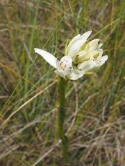 Image result for Chamaeclitandra henriquesiana