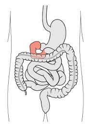 1,021 open jobs for internship in puchong batu dua belas. Duodenum Wiktionary