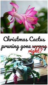 How often does a christmas cactus bloom? I Pruned The Christmas Cactus Feathers In The Woods
