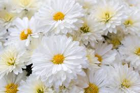 Image result for Chrysanthellum indicum