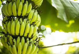 Image result for Musa sp. (Ornamental bananas)