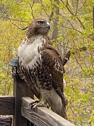 Hawks New York Birds Of Prey Pictures Pin On Birds Of A Feather