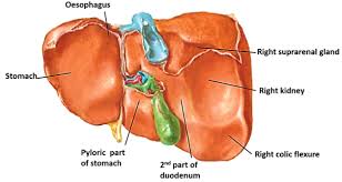 Learn about its function, parts, location on the body the gallbladder sits under the liver, along with parts of the pancreas and intestines. Liver Anatomy Qa