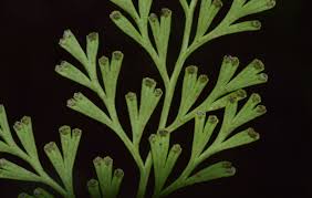 Image result for Odontosoria africana