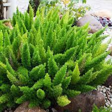 Asparagus Fern Meyeri Seeds Asparagus Foxtail Flower Seed Asparagus Fern Plants Fern Seeds