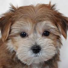 All 4 / all puppies 4. Morkie Puppy For Sale Heavenly Puppies